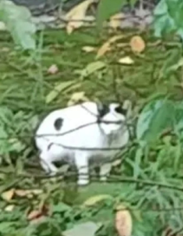 Adoptable cat in Perm — identification photo, lost & found pet database Pathfinder