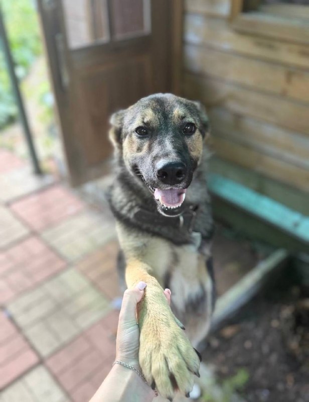 Lost fawn dog in Zelenogradskiy — identification photo, lost & found pet database Pathfinder