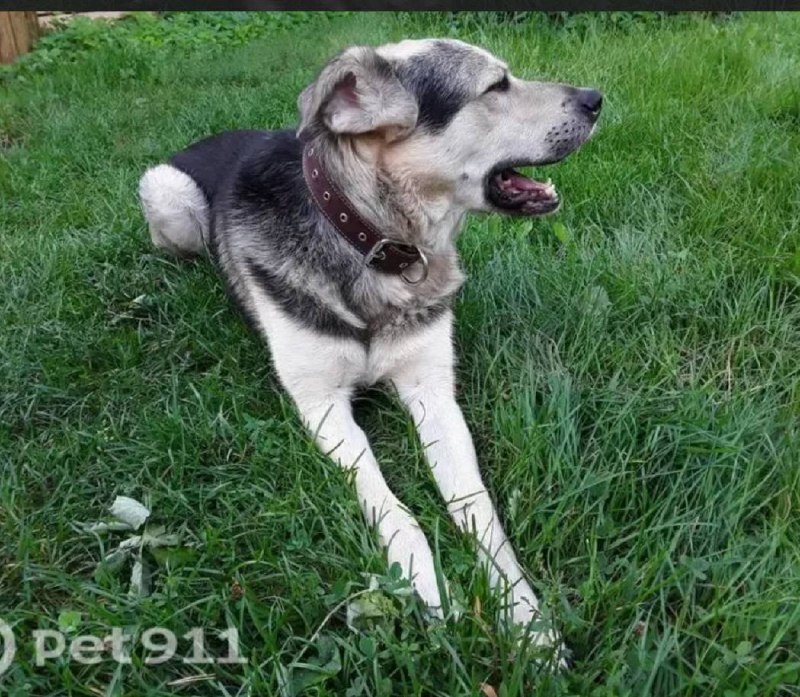 Lost white dog in Ilinskiy — identification photo, lost & found pet database Pathfinder