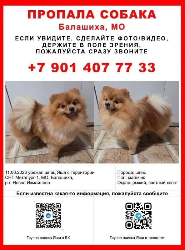 Lost ginger dog, шпиц in Balashikha — identification photo, lost & found pet database Pathfinder