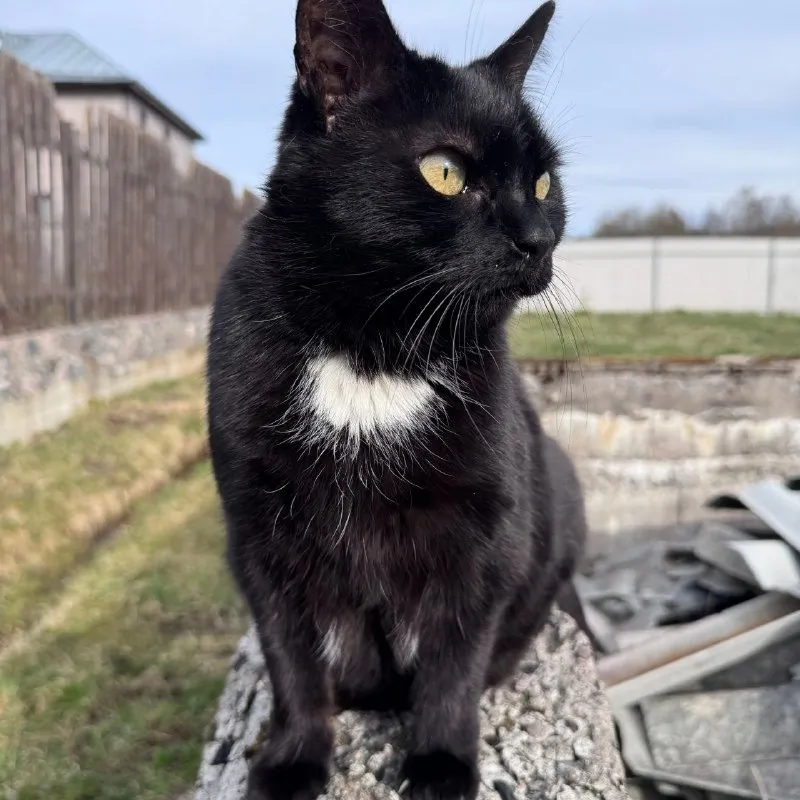Lost white cat in Saint Petersburg — identification photo, lost & found pet database Pathfinder