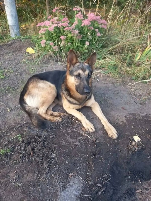 Found brown dog, овчарка in Beloozerskiy — identification photo, lost & found pet database Pathfinder