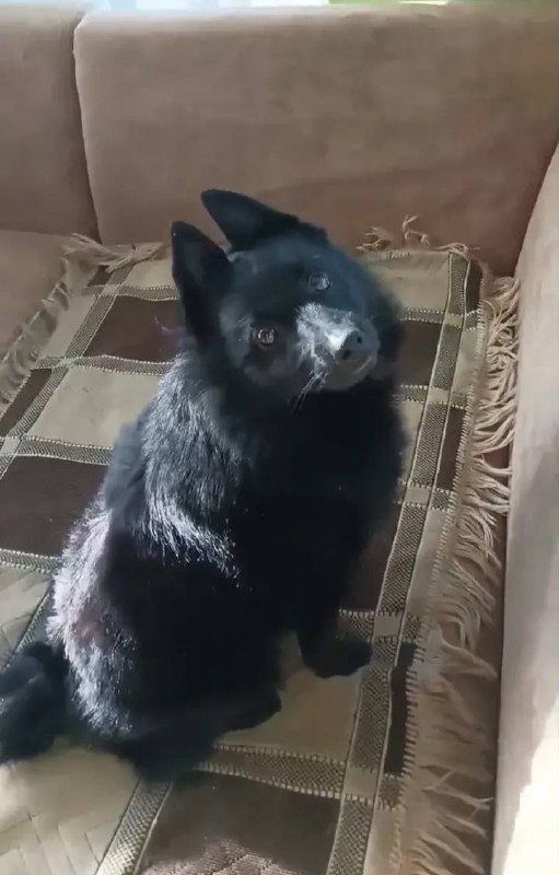 Lost dog in Yekaterinburg — identification photo, lost & found pet database Pathfinder