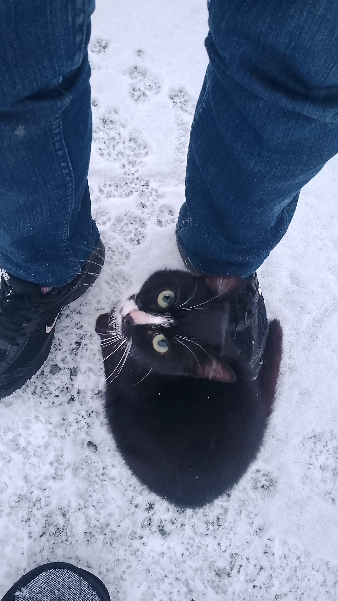 Found cat in Moshkovo — identification photo, lost & found pet database Pathfinder