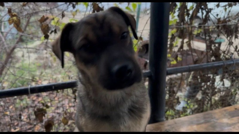 Lost brown dog in Gorodishche — identification photo, lost & found pet database Pathfinder