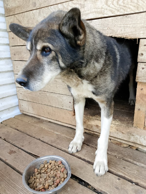 Found dog in Perm — identification photo, lost & found pet database Pathfinder