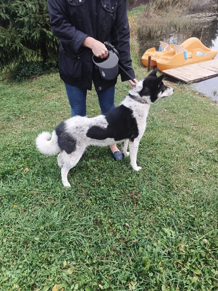Found dog in Davydovskoe — identification photo, lost & found pet database Pathfinder