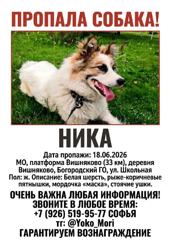 Lost white dog in Vishnyakovo — identification photo, lost & found pet database Pathfinder