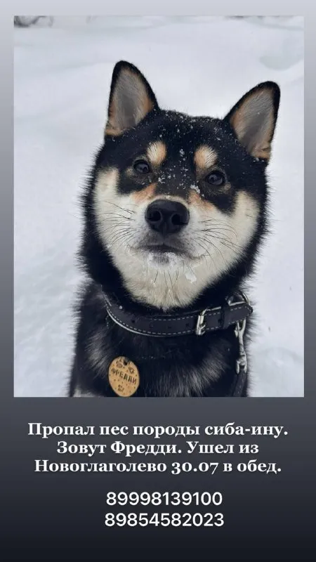 Lost black dog, сиба-ину in Novoglagolevo — identification photo, lost & found pet database Pathfinder