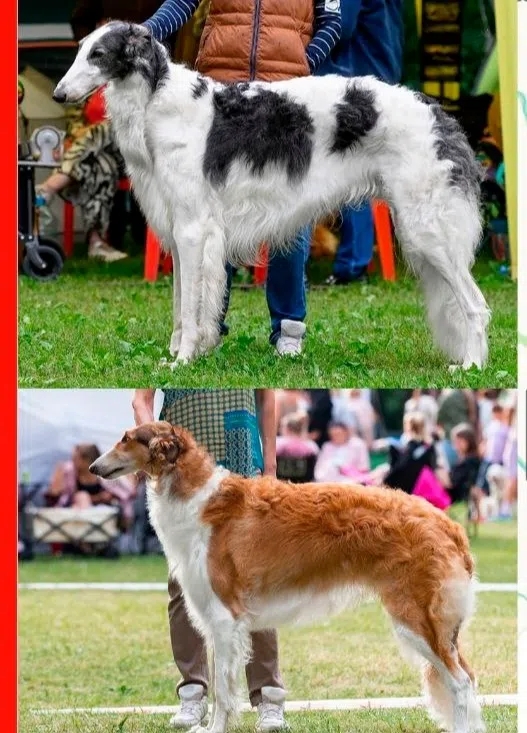 Lost white dog, борзая in Gorodishche — identification photo, lost & found pet database Pathfinder