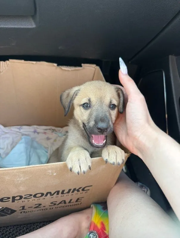 Adoptable fawn dog in Tsentr — identification photo, lost & found pet database Pathfinder