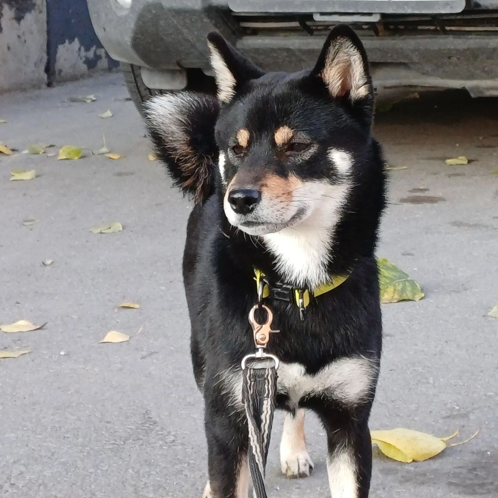 Lost dog, сиба-ину in Novosibirsk — identification photo, lost & found pet database Pathfinder