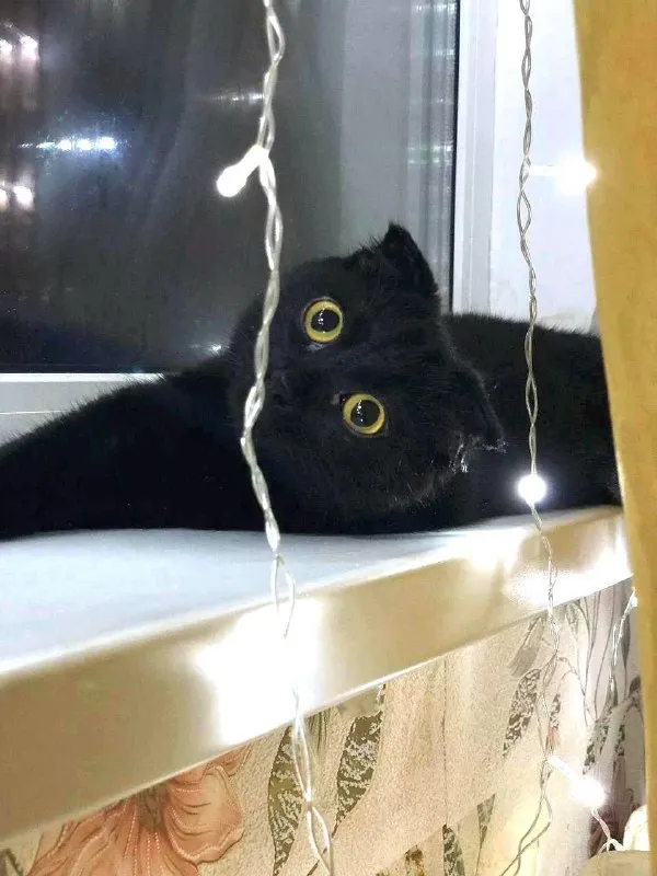 Lost black cat in Mytishchi — identification photo, lost & found pet database Pathfinder