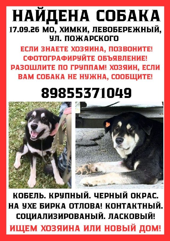 Found brown dog in Khimki — identification photo, lost & found pet database Pathfinder