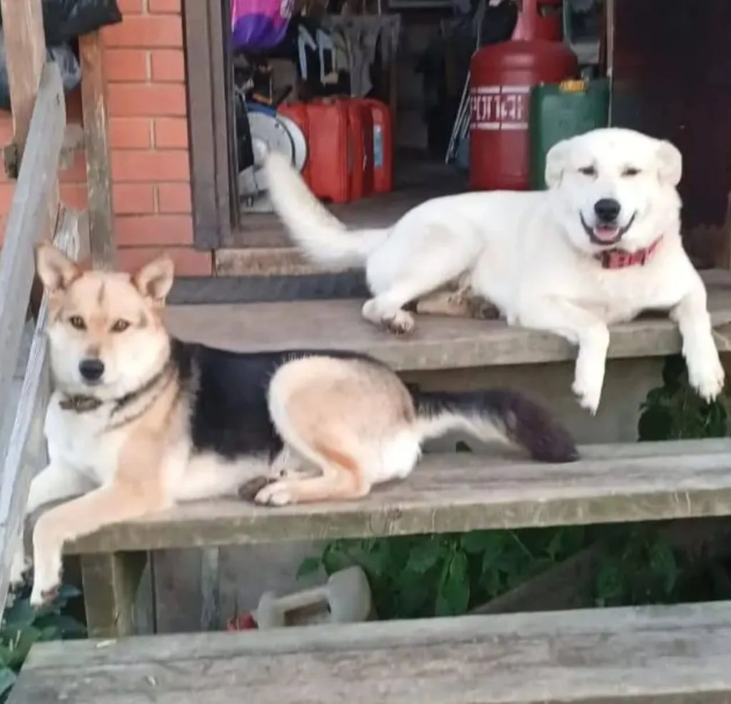 Lost dog, метис in Romanovka — identification photo, lost & found pet database Pathfinder