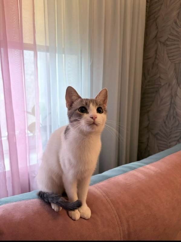 Adoptable white cat in Volzhskiy — identification photo, lost & found pet database Pathfinder