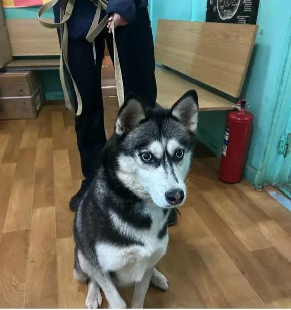 Found white dog, хаски, лайка in Zhukovskiy — identification photo, lost & found pet database Pathfinder