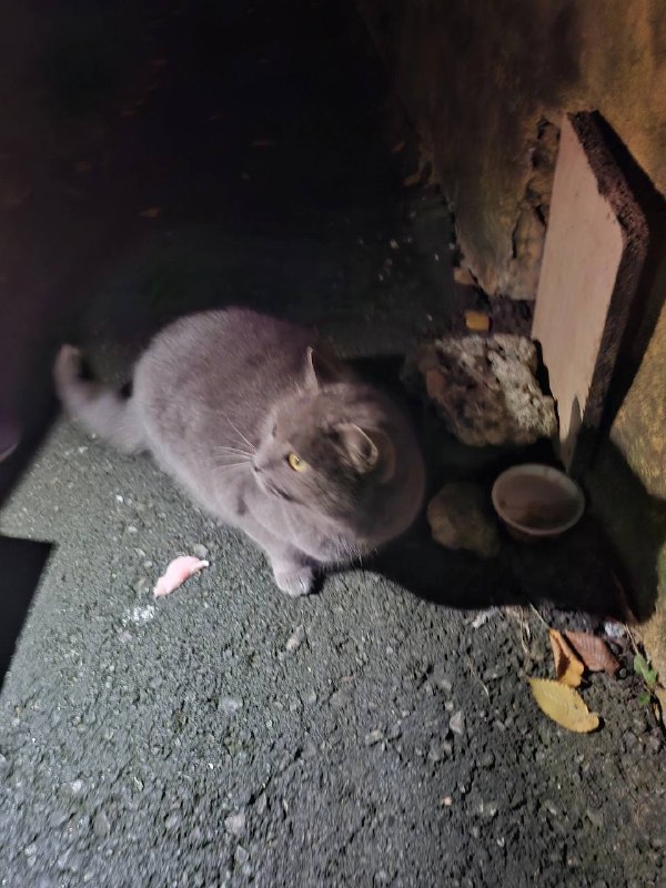 Adoptable gray cat, русская голубая in Yekaterinburg — identification photo, lost & found pet database Pathfinder