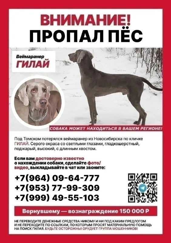 Lost gray dog, веймаранер in Asino — identification photo, lost & found pet database Pathfinder