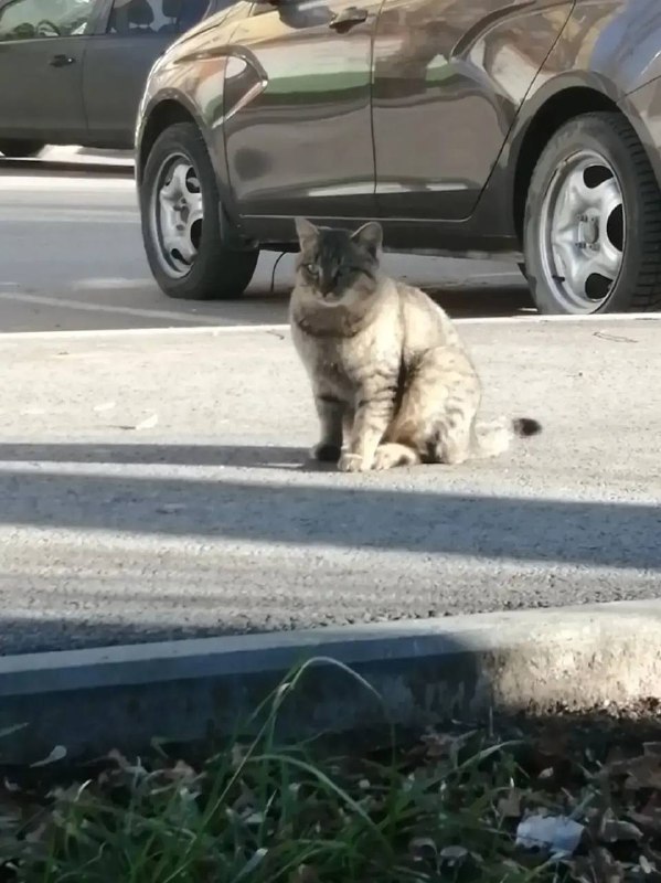 Found cream cat in Yekaterinburg — identification photo, lost & found pet database Pathfinder