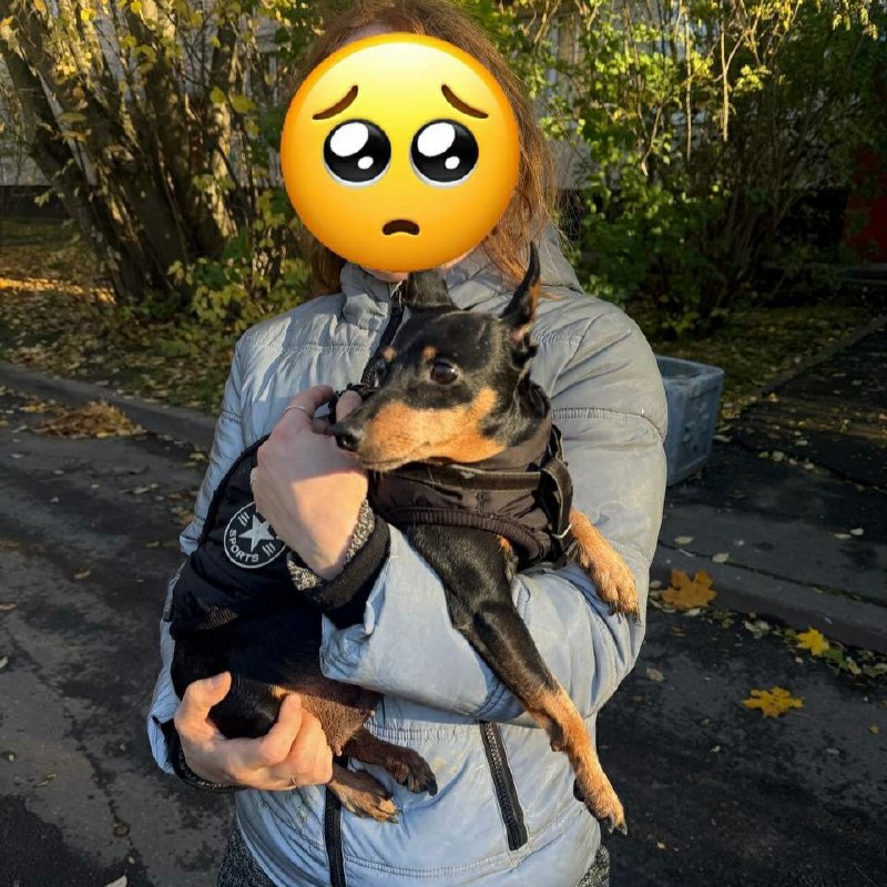 Found brown dog, цвергпинчер in Saint Petersburg — identification photo, lost & found pet database Pathfinder