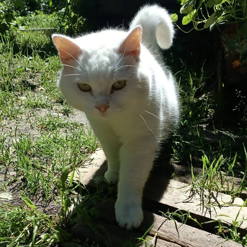 Lost white cat in Aramil — identification photo, lost & found pet database Pathfinder
