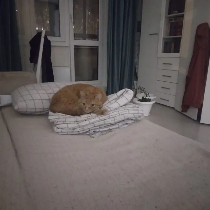 Lost ginger cat in Malaya Vishera — identification photo, lost & found pet database Pathfinder