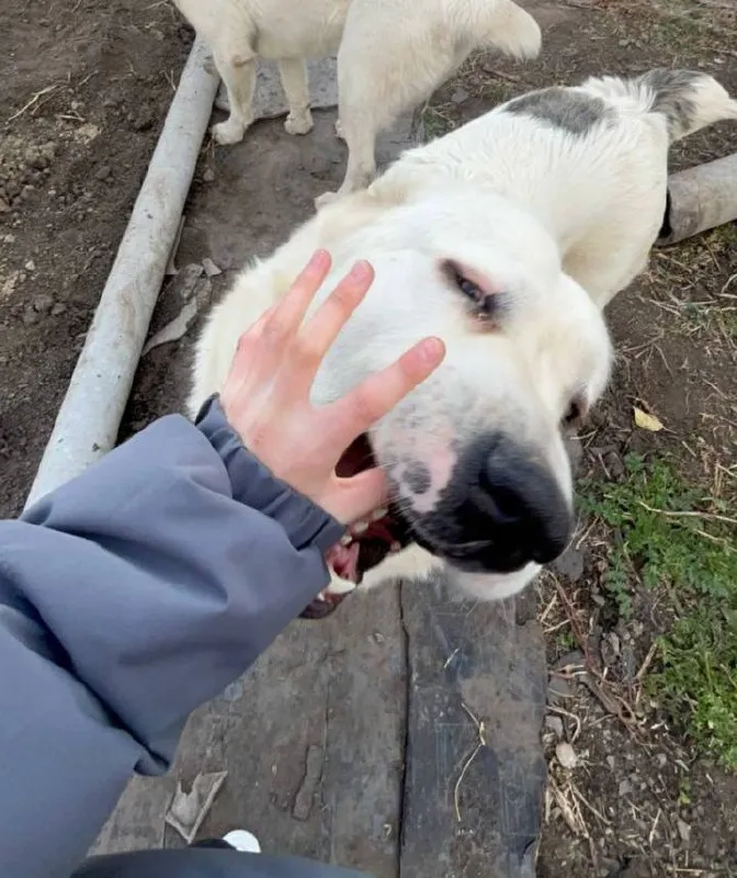Lost white dog, алабай in Lyubinskiy — identification photo, lost & found pet database Pathfinder