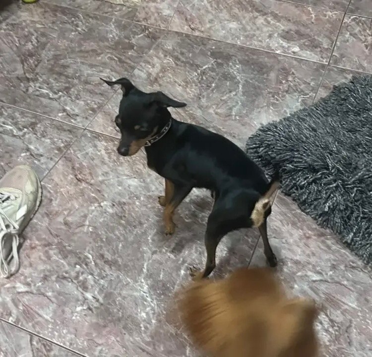Found brown dog in Perm — identification photo, lost & found pet database Pathfinder