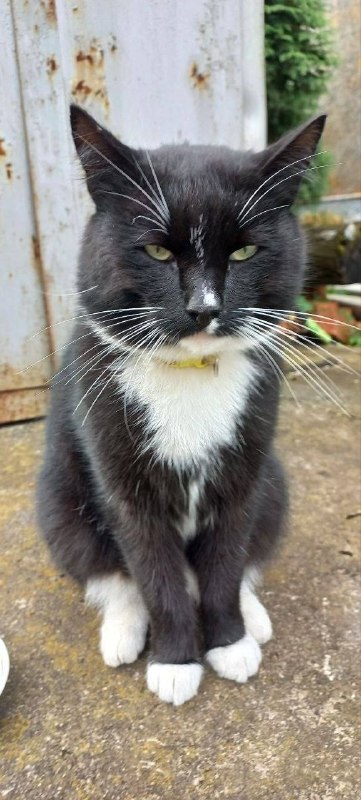 Found white cat in Yekaterinburg — identification photo, lost & found pet database Pathfinder