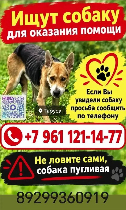 Lost brown dog in Tarusa — identification photo, lost & found pet database Pathfinder