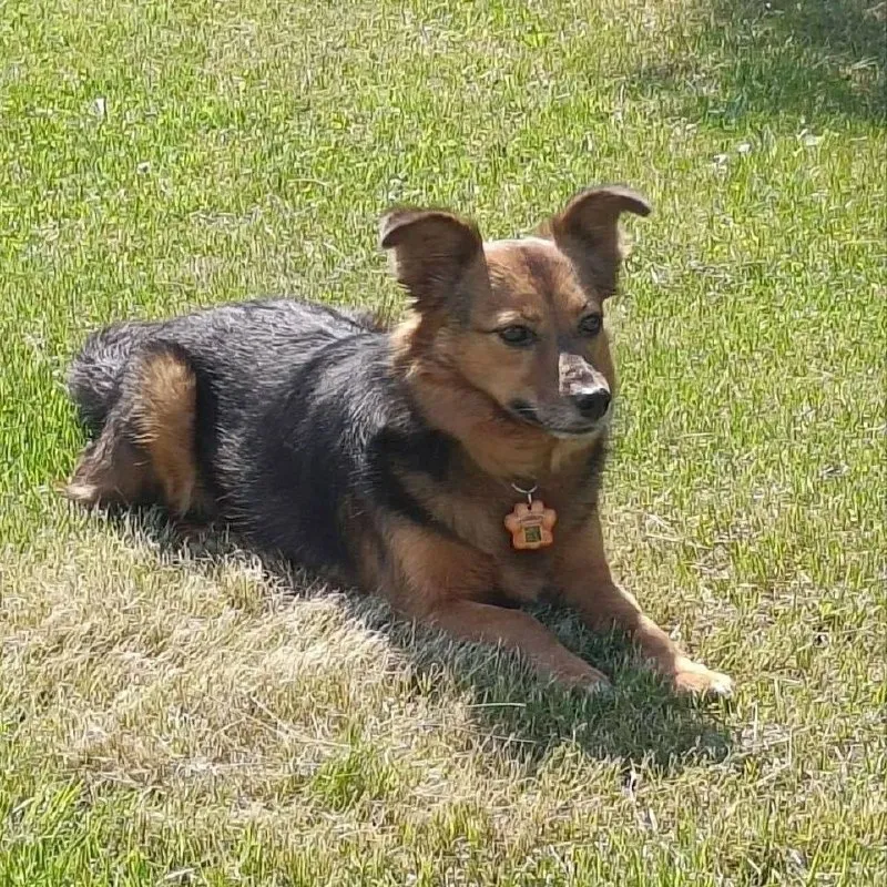 Lost ginger dog in Bolshie Dvory — identification photo, lost & found pet database Pathfinder