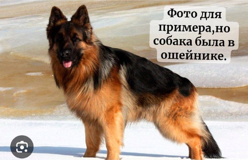 Found brown dog, немецкая овчарка in Reutov — identification photo, lost & found pet database Pathfinder