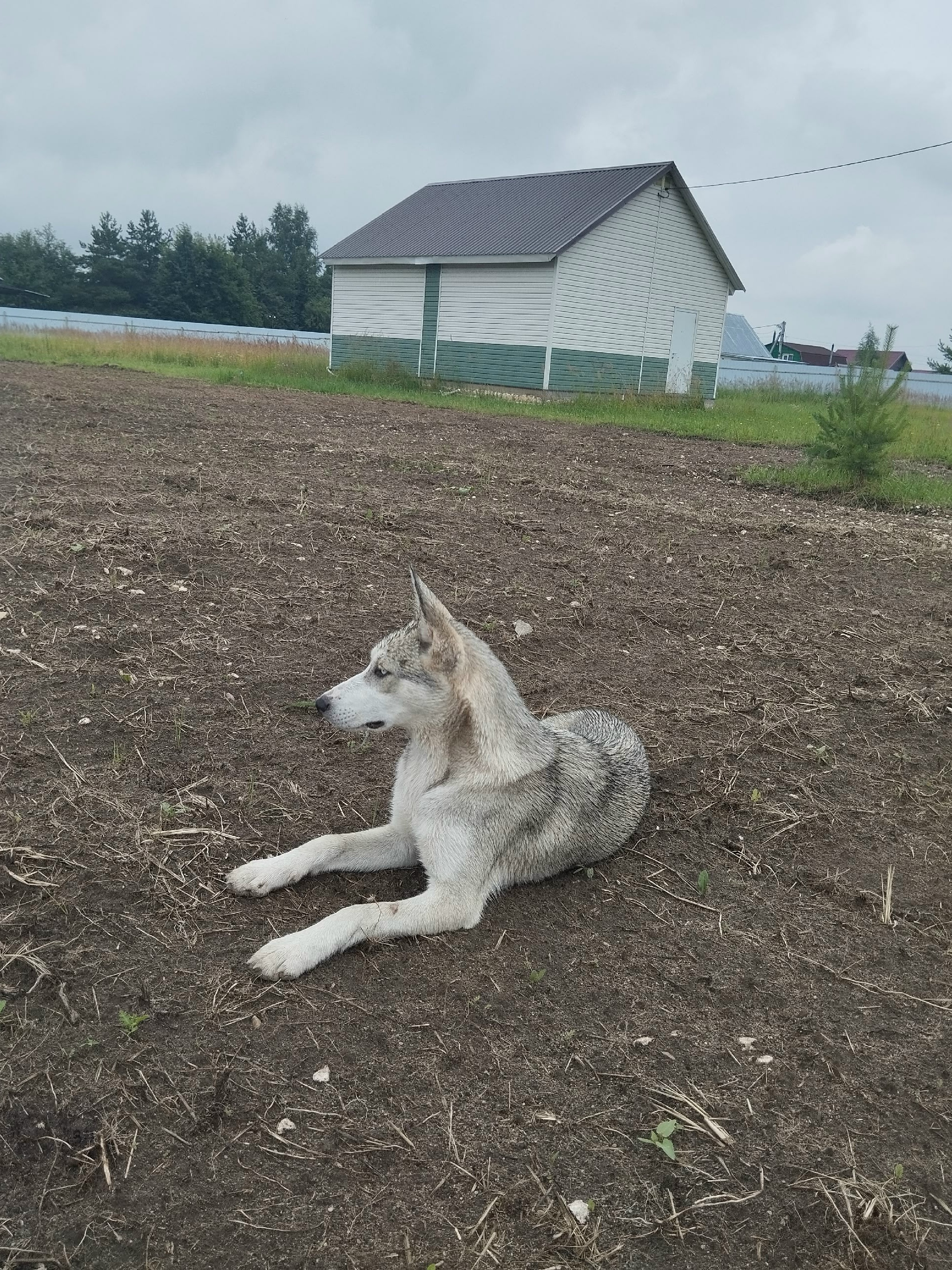 Found white dog, хаски (или лайка) in Tsibino — identification photo, lost & found pet database Pathfinder
