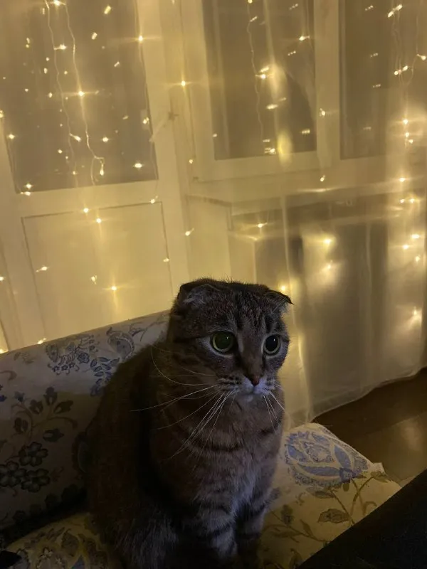 Lost brown cat in Bekasovo — identification photo, lost & found pet database Pathfinder