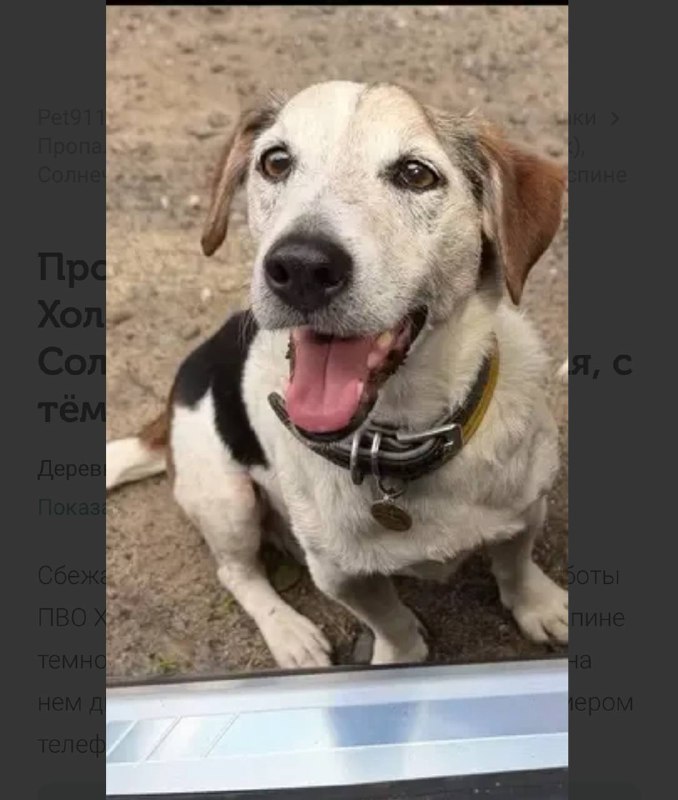 Lost white dog in Solnechnogorsk — identification photo, lost & found pet database Pathfinder