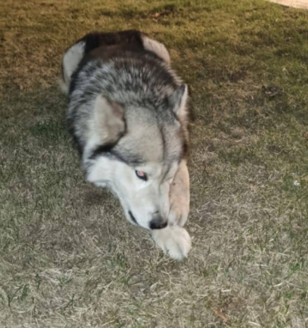 Lost white dog, хаски in Seredino — identification photo, lost & found pet database Pathfinder