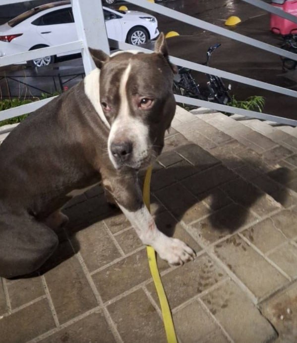 Found white dog in Murino — identification photo, lost & found pet database Pathfinder