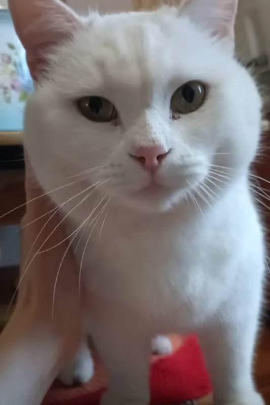 Lost cat in Aramil — identification photo, lost & found pet database Pathfinder