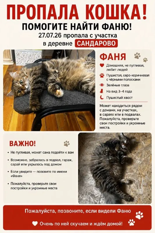 Lost brown cat in Sandarovo — identification photo, lost & found pet database Pathfinder