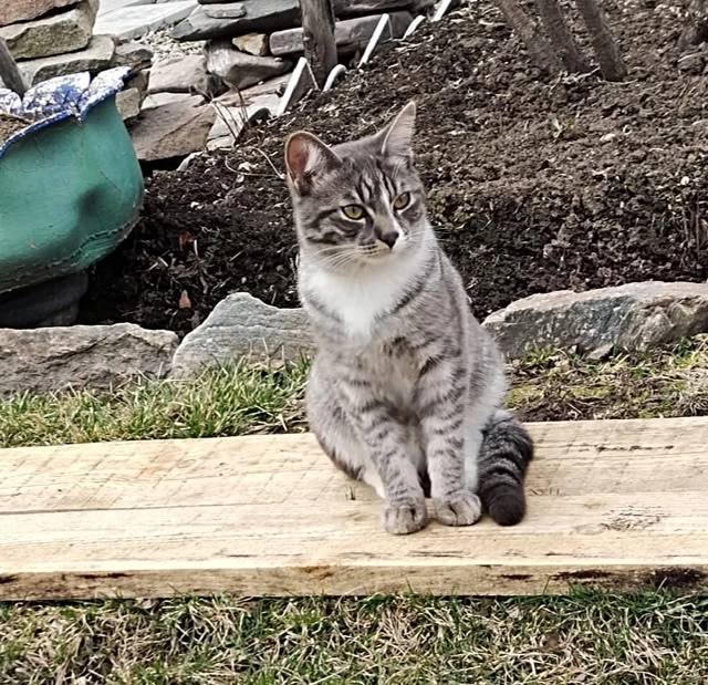 Lost white cat in Shchelkun — identification photo, lost & found pet database Pathfinder