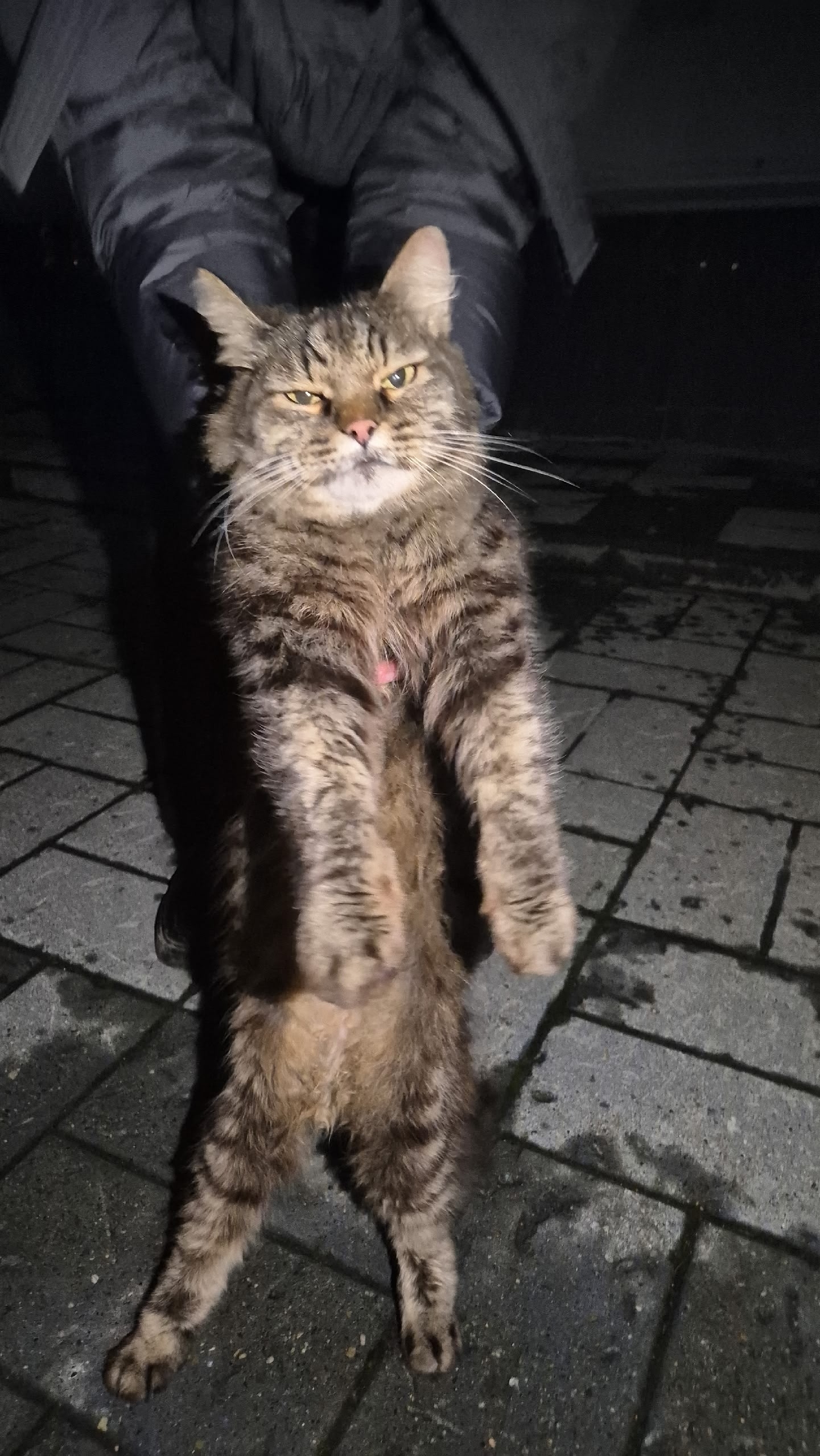 Found brown cat in Novosibirsk — identification photo, lost & found pet database Pathfinder