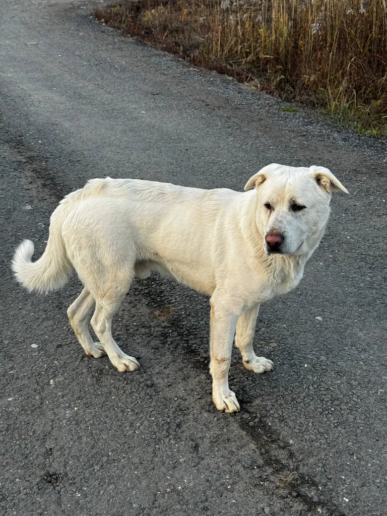 Found dog, алабай in Chekhov — identification photo, lost & found pet database Pathfinder