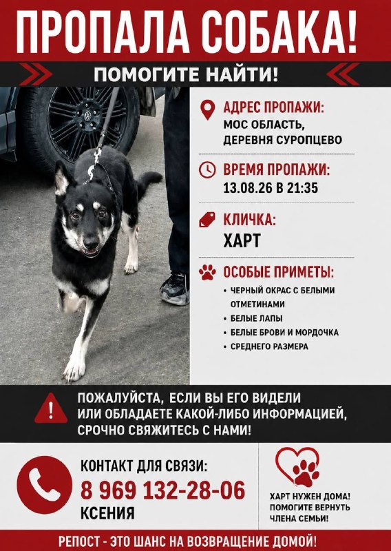 Lost white dog, метис in Suroptsevo — identification photo, lost & found pet database Pathfinder