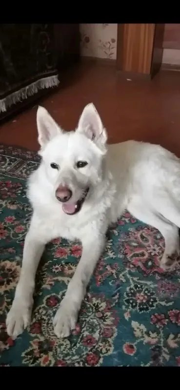 Lost white dog, лайка in Serpukhov — identification photo, lost & found pet database Pathfinder