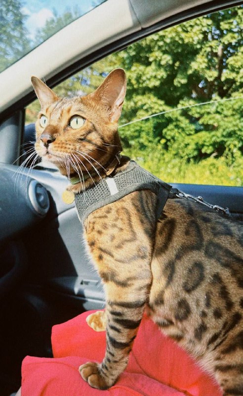 Lost brown cat, бенгальский in Dmitrov — identification photo, lost & found pet database Pathfinder