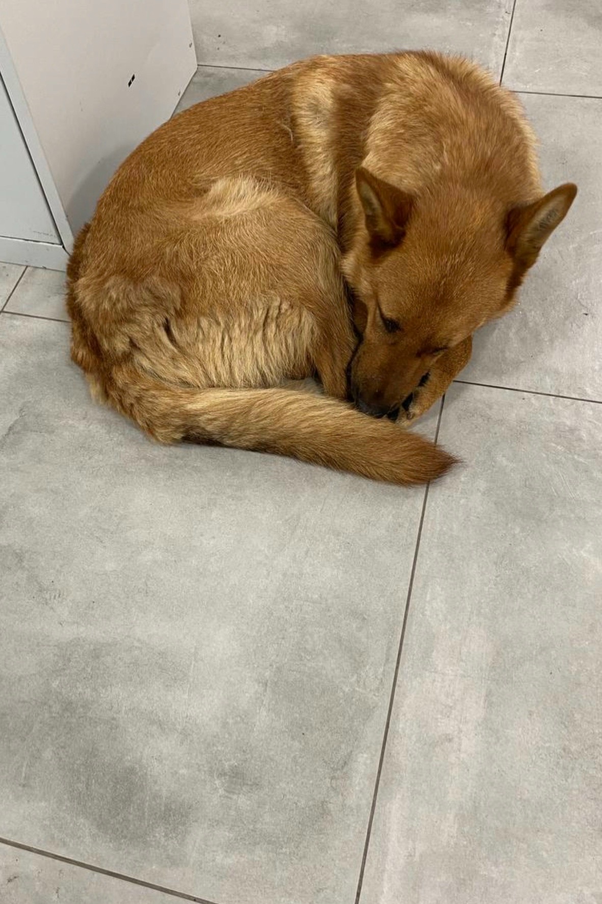 Found dog in Zhukovskiy — identification photo, lost & found pet database Pathfinder