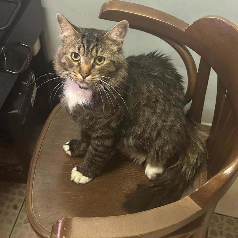 Lost white cat in Saint Petersburg — identification photo, lost & found pet database Pathfinder