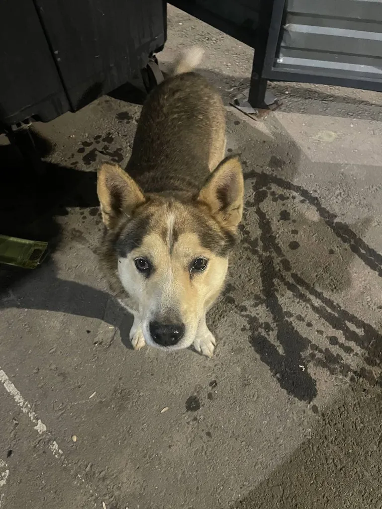 Found dog, хаски in Domodedovo — identification photo, lost & found pet database Pathfinder