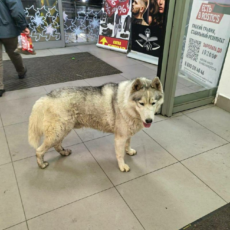 Found white dog in Marusino — identification photo, lost & found pet database Pathfinder
